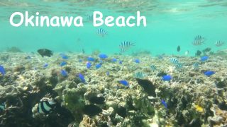 Okinawa Beach! Motobu-cho, Bisezaki, nature’s sea! I swam with tropical fish