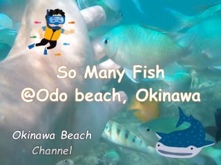 Odo Beach in Itoman City is a recommended beach full of fish and coral [Short ver]
