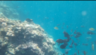 [Underwater video] Snorkeling Odo coast beach reef that gets deeper than 15m