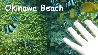 Bisezaki Beach, Motobu Snorkeling in Okinawa’s natural ocean with tropical fish [Short version]