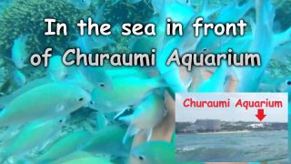 The sea in front of Churaumi Aquarium is amazing with fish!