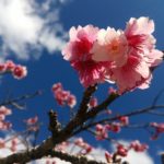 もとぶ八重岳桜まつり、日本で一番早い桜まつりです