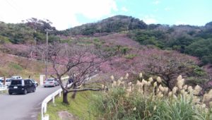 もとぶ八重岳桜まつりを車で桜を見ている様子2