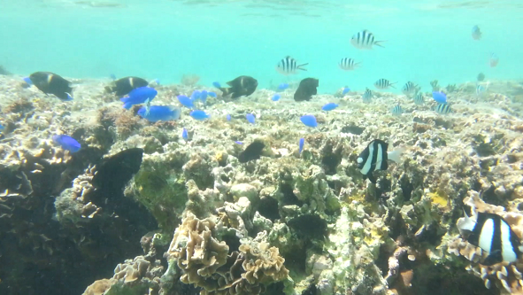 熱帯魚と一緒に泳げる沖縄の海、備瀬崎ビーチ【動画付き】