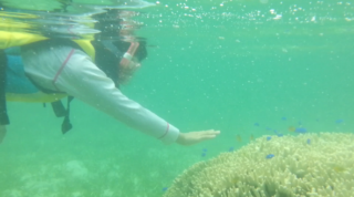 子供も熱帯魚と泳げる一緒に沖縄の海「備瀬崎ビーチ」を動画付きで紹介
