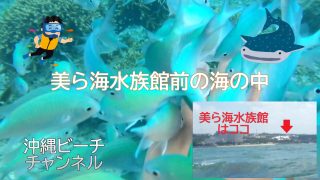 【沖縄ビーチ】美ら海水族館前に広がる海でシュノーケリング【ショート版】