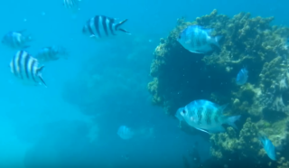 沖縄のきれいな海で熱帯魚と一緒に泳げる崎本部ビーチを動画付きで紹介