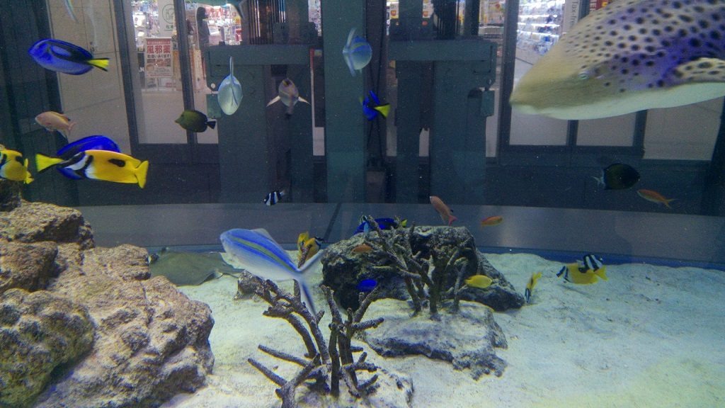 イオンモール沖縄ライカム1階の水槽にいる魚たち