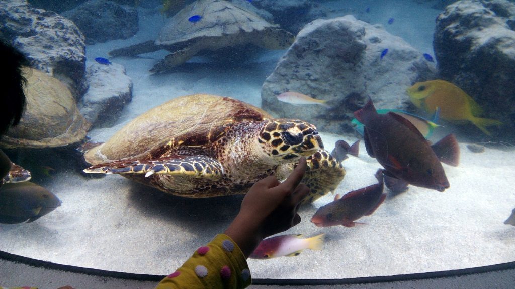 Sea Turtle Hall