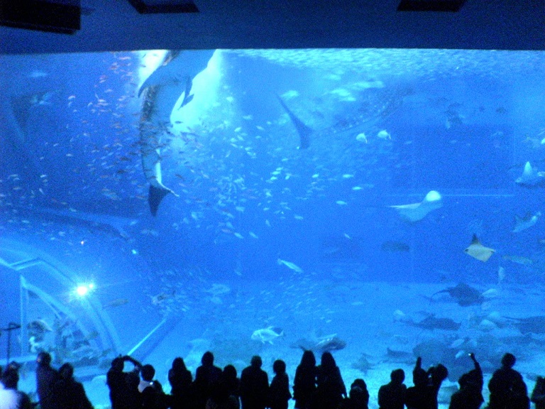 美ら海水族館でジンベエザメが餌を食べている時の写真