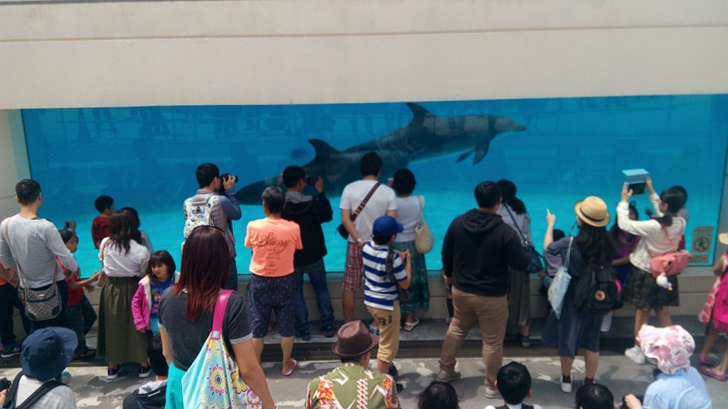 海洋博公園のイルカショーオキちゃん劇場で見れるイルカたち