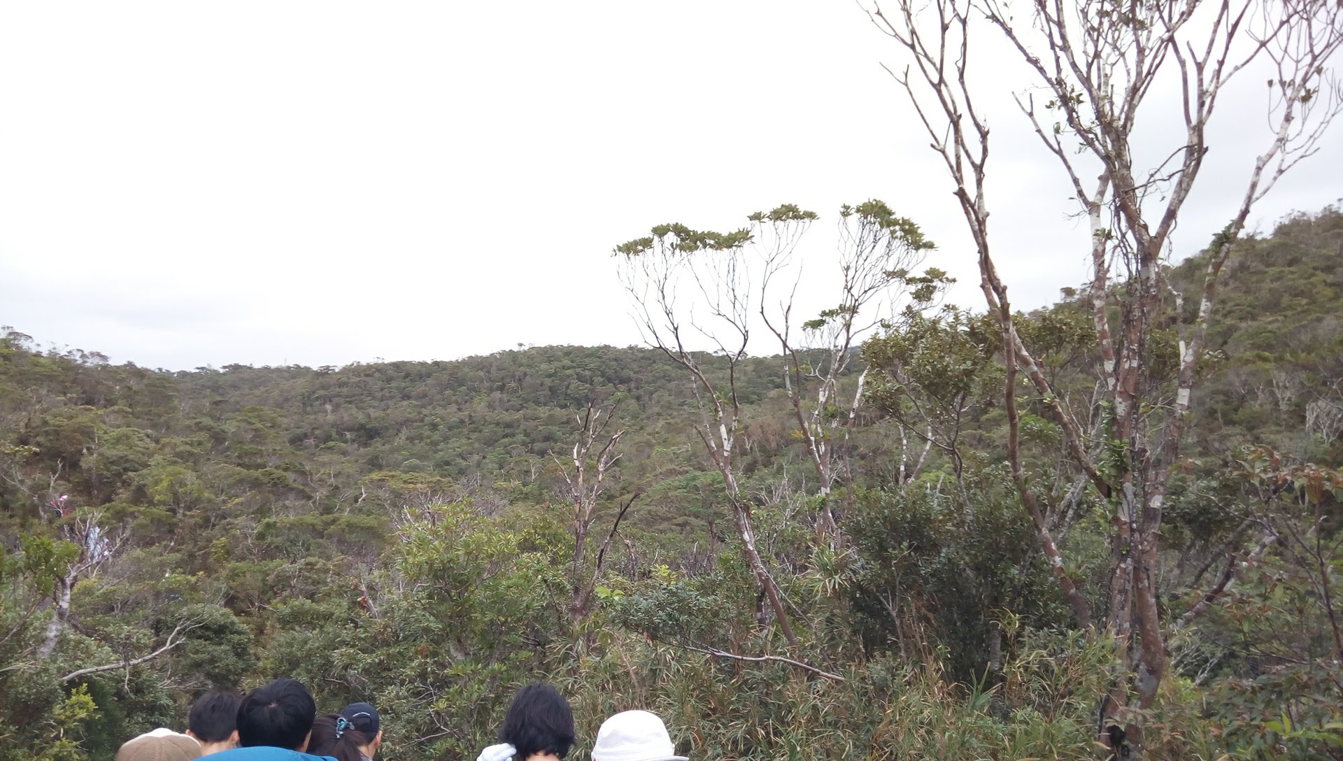 Scenery of Yanbaru tropical forest seen in Kunigami Trail Walk 1